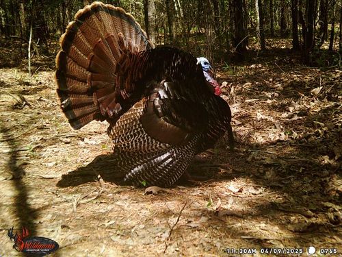 0 Napp St, De Kalb, TX, 75559 | Card Image