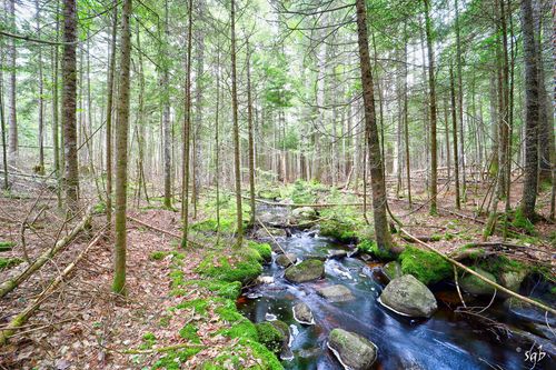 3 Bear Springs Lane, Surry, ME, 04684 | Card Image