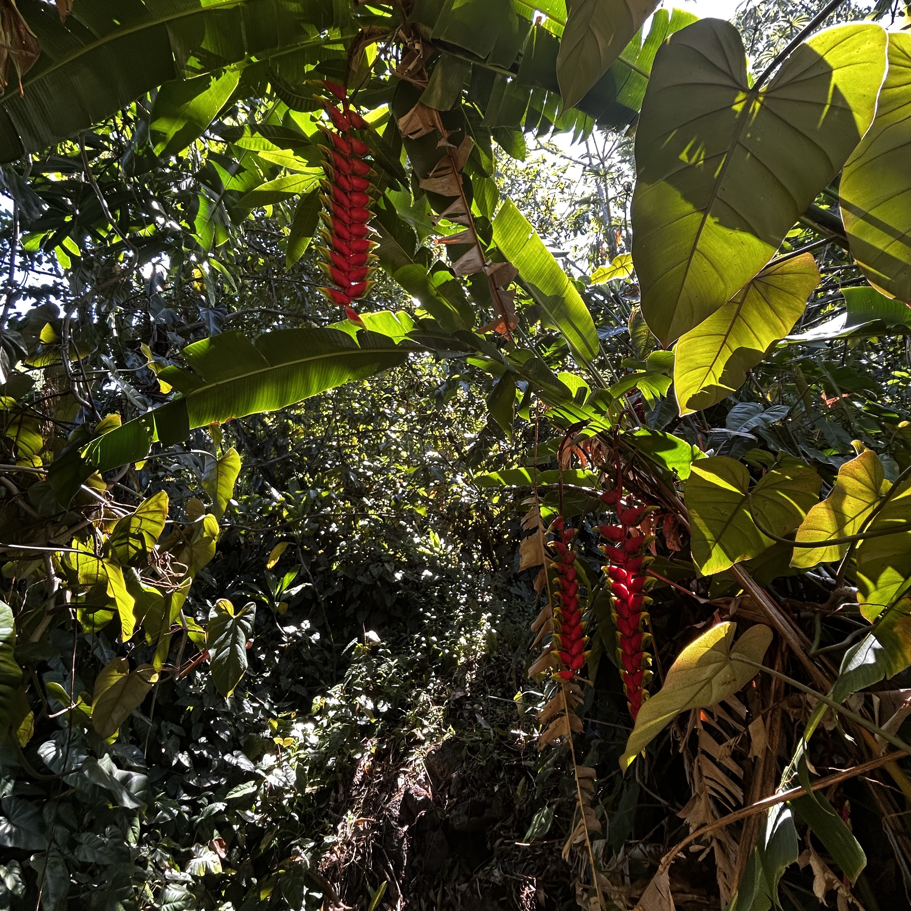 Land in Pahoa 3