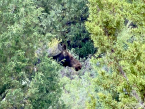 TBD E Fish Creek Rd, Lava Hot Springs, ID, 83246 | Card Image
