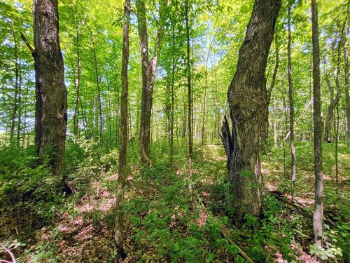 -40-Acres Broeniman Rd, High bridge, WI, 54846 | Card Image