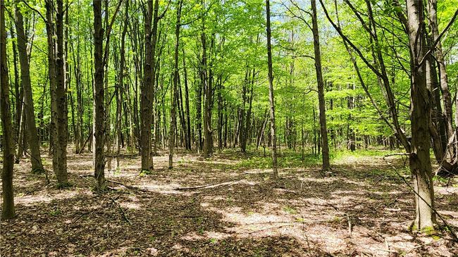 6291 Burke Rd, Home with 0 bedrooms, 0 bathrooms and null parking in Prattsburgh NY | Image 10