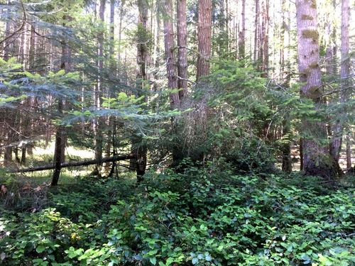 LT 11 Weathers Way, Mudge Island, BC, V0R1X6 | Card Image