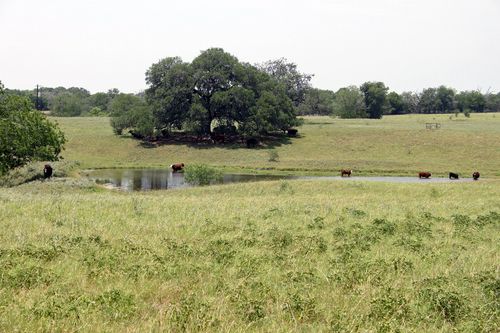 319 R C Ln, Lockhart, TX, 78644-3819 | Card Image