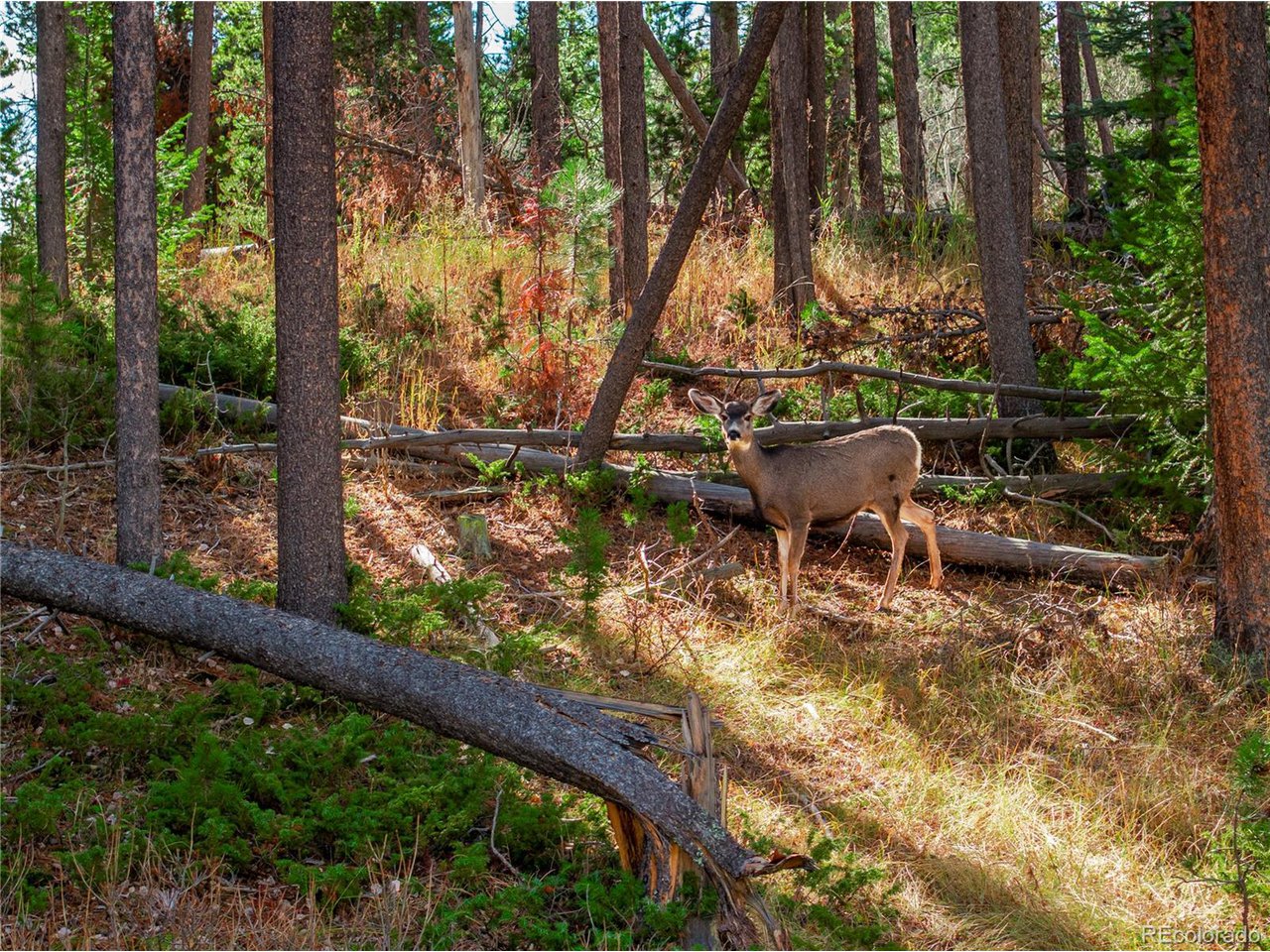 Land in Conifer