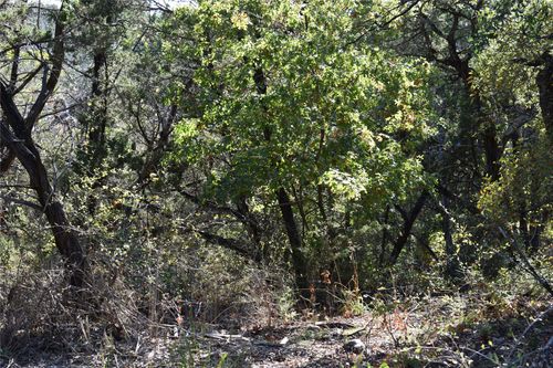 6525 Archerfield Ct W, Cleburne, TX, 76033-8693 | Card Image