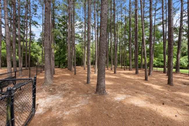 hammock bay - canine commons - awp media | Image 51