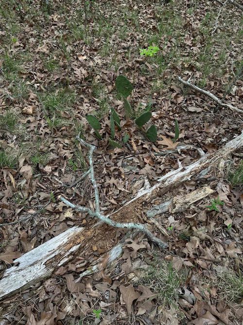 0 Julian St, Hot Springs National Park, AR, 71901 | Card Image