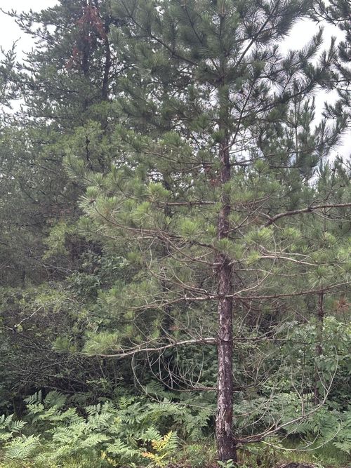 lot-14-rns-NEAR Cth Y S, Tomahawk, WI, 54487 | Card Image