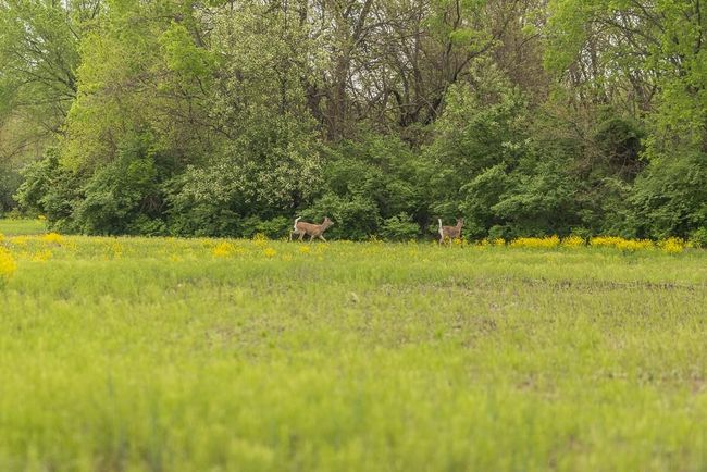 Lot 12 Nora Dodge Dr, Home with 0 bedrooms, 0 bathrooms and null parking in Peculiar MO | Image 16