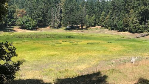 1255 Mcdonald Creek Rd, Burnt Ranch, CA, 95527 | Card Image