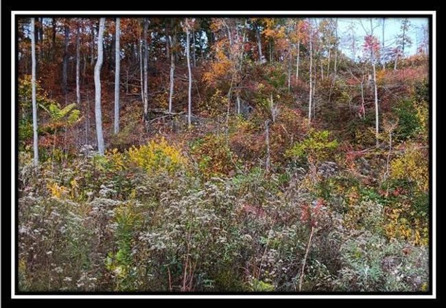 TRACT-1 - 34482 Huston Rd, Home with 0 bedrooms, 0 bathrooms and null parking in Radcliff OH | Image 13