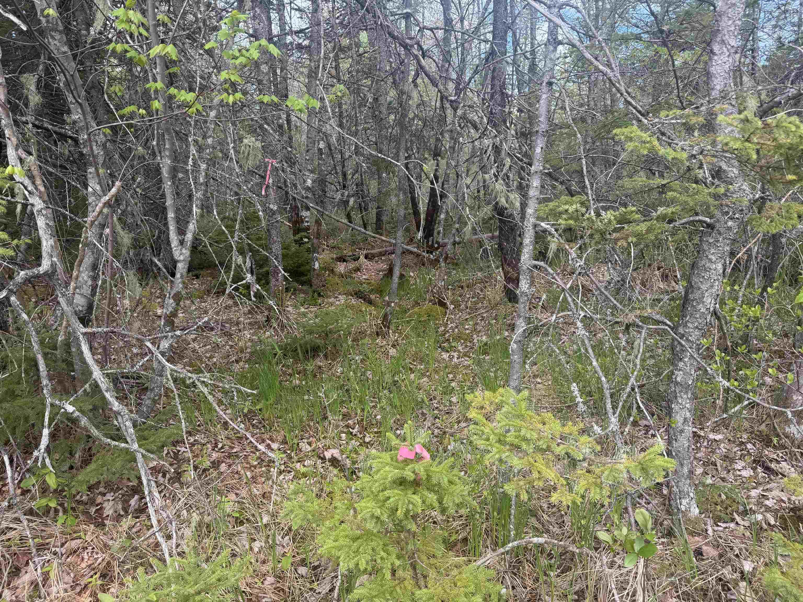Land in Bayport 4