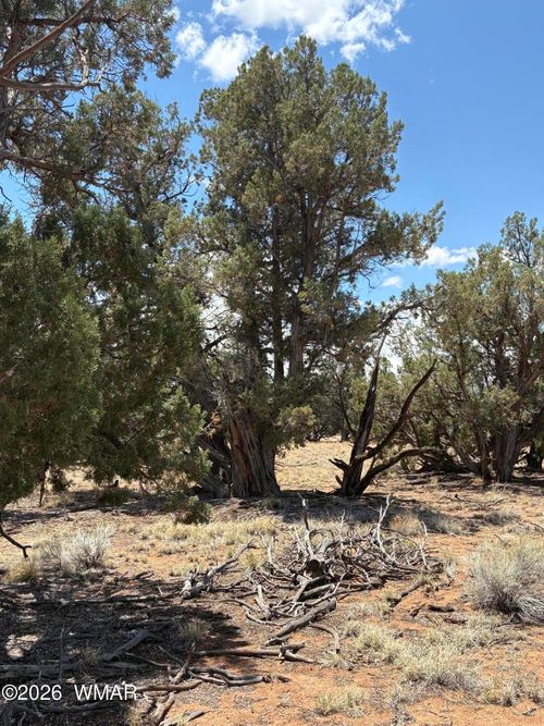 21 Pine Drive, Concho, AZ, 85924 | Card Image