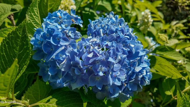 Hydrangeas | Image 71