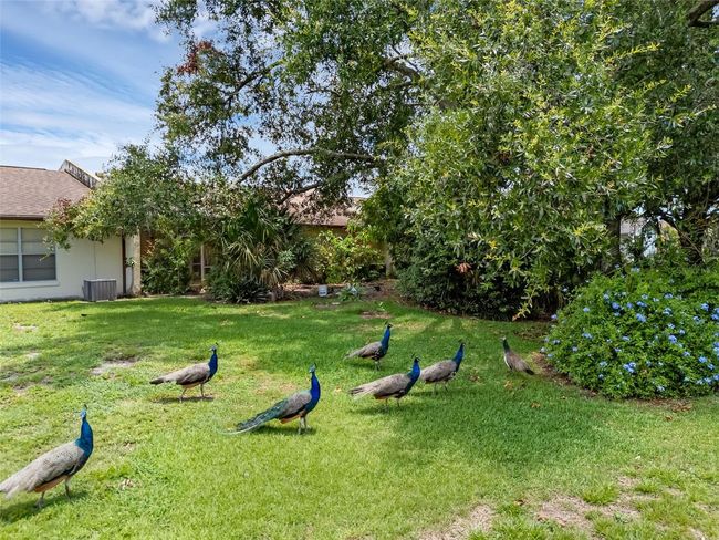 Peacocks like to come visit! | Image 22