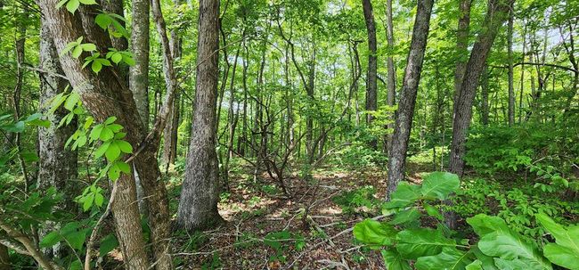 20 Bluff View Loop, Home with 0 bedrooms, 0 bathrooms and null parking in Allardt TN | Image 14