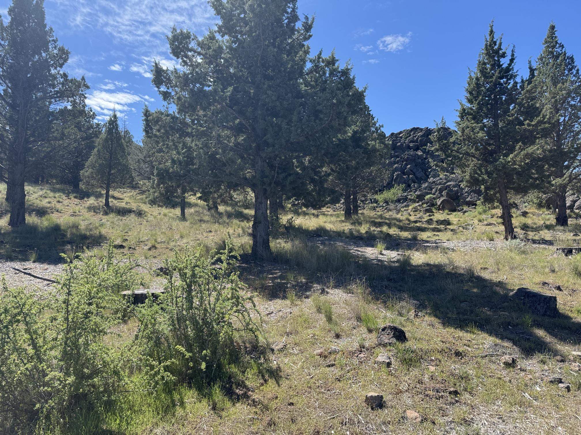 Land in Weed 2