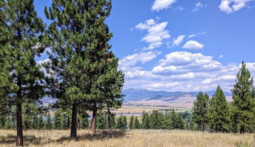29 Leiber Rd, Plains, MT, 59859-9335 | Card Image