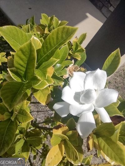 beautiful fragrant gardenias | Image 2