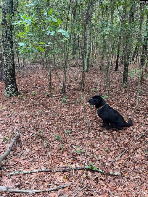 BHL 2 Boise Cascade Road, Bethune, SC, 29009 | Card Image