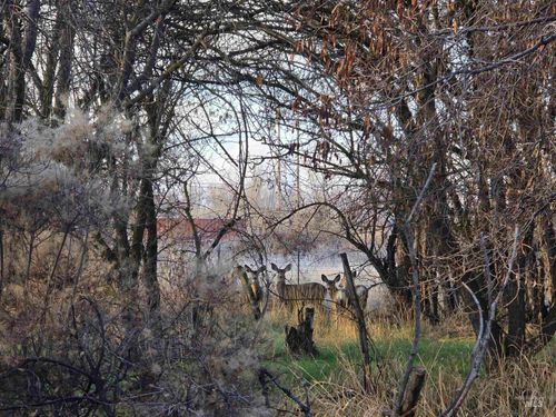 TBD S 12th St Ext, Payette, ID, 83661 | Card Image