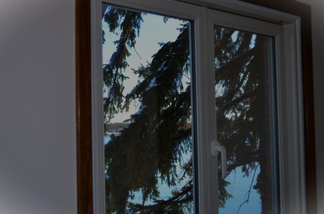 Bedroom View of Spring Park Bay through Evergreen Boughs | Image 18