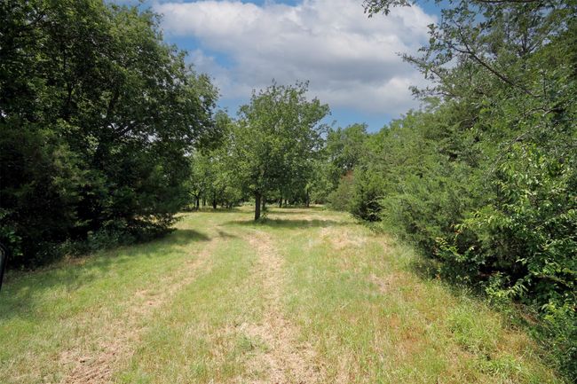 Trails through the trees | Image 18