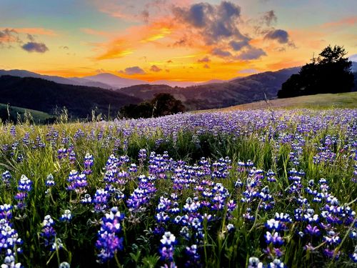 220 Wilder Ridge Road, Honeydew, CA, 95545 | Card Image