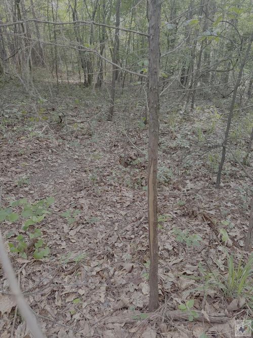 1885 County Road 2342, Marietta, TX, 75566-4408 | Card Image