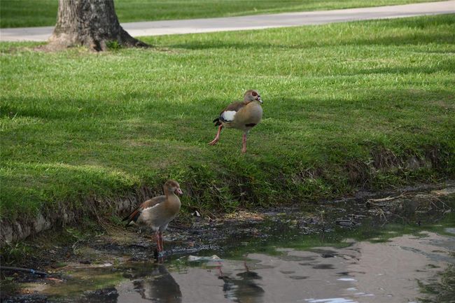 Enjoy walking around the lake enjoying all the nature that lives there. | Image 32