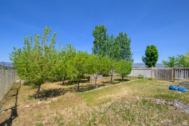 Fence fruit orchard, includes peach, pear, apple and plum | Image 36