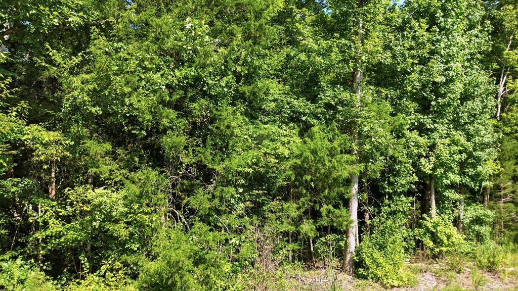 Land in Ware Shoals 4