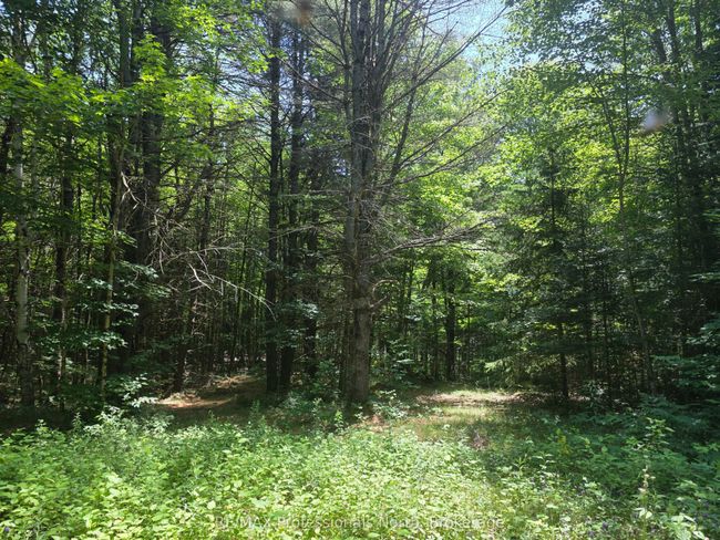 1134 Walker Line Rd, Home with 0 bedrooms, 0 bathrooms and null parking in Algonquin Highlands ON | Image 16