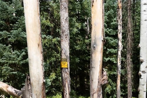 39455 Crows Nest Dr, Clark, CO, 80428 | Card Image