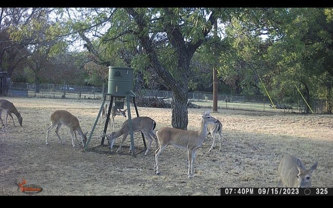 View of Deer | Image 23