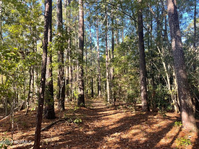 6879 Haynes Lennon Hwy, Home with 0 bedrooms, 0 bathrooms and null parking in Evergreen NC | Image 8