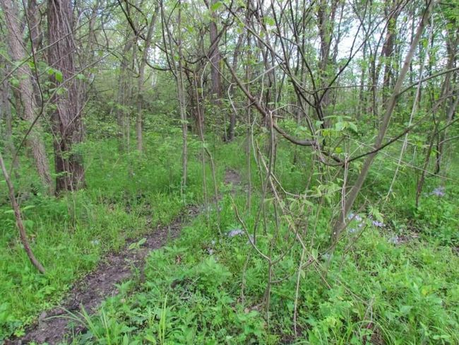 Tract 1 Renick Road, Home with 0 bedrooms, 0 bathrooms and null parking in Oak Grove MO | Image 35