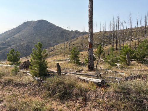 0 Pine Acres Way, Bellvue, CO, 80512 | Card Image