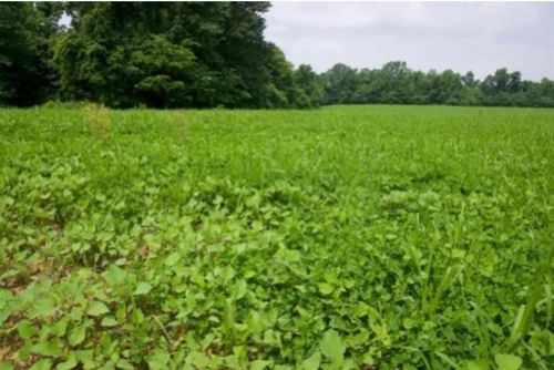 3-andamp-3-flint-springs-r-183 Acres Flint Springs Road, Horse Branch, KY, 42349 | Card Image