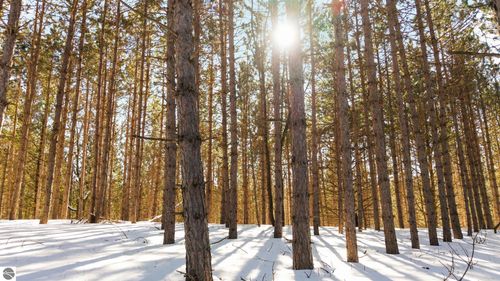 4811 Truax Lake Rd, Williamsburg, MI, 49690-8724 | Card Image