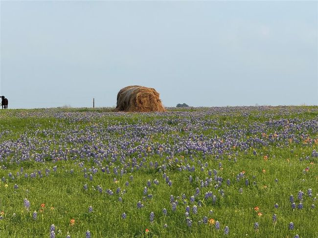 000 Krueger Rd, Home with 0 bedrooms, 0 bathrooms and null parking in Bleiblerville TX | Image 4