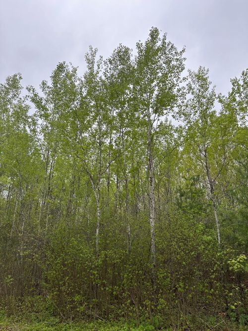 lot-1-ON Burrows Lake Rd, Tomahawk, WI, 54887 | Card Image