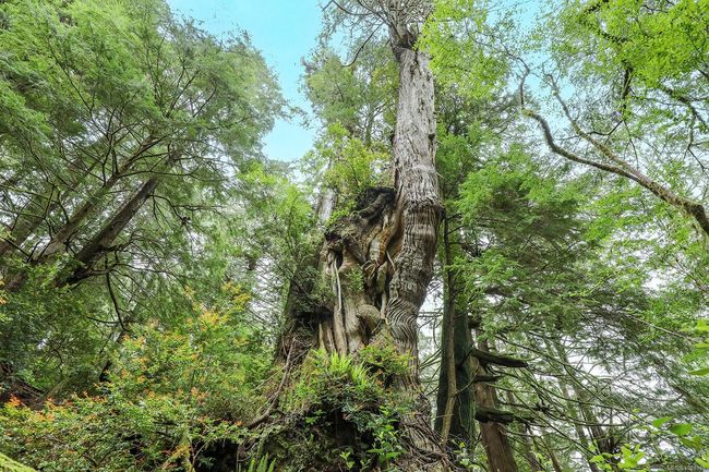 0 Neilson Island, House other with 4 bedrooms, 3 bathrooms and null parking in Tofino BC | Image 61