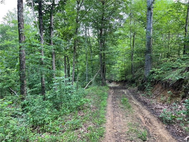 View of wooded area | Image 6