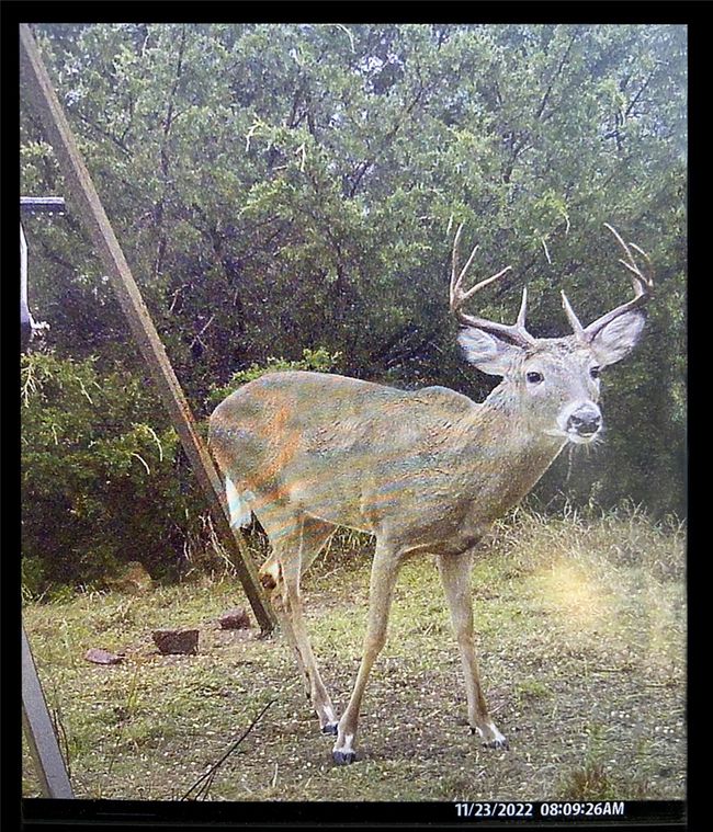 Abundant wildlife frequent the area. The current wildlife exemption helps keep property taxes low. | Image 40