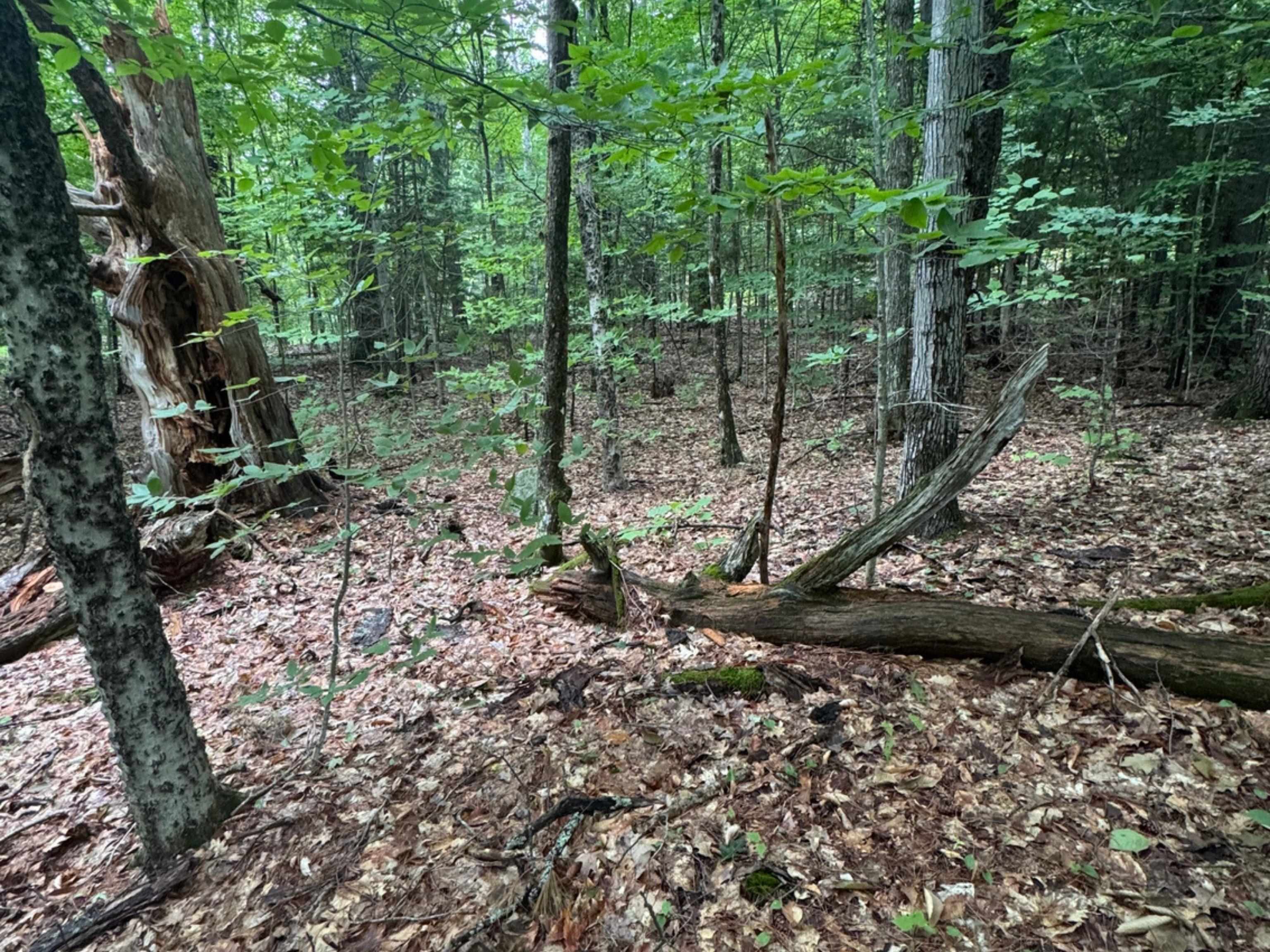 Land in Campton 5