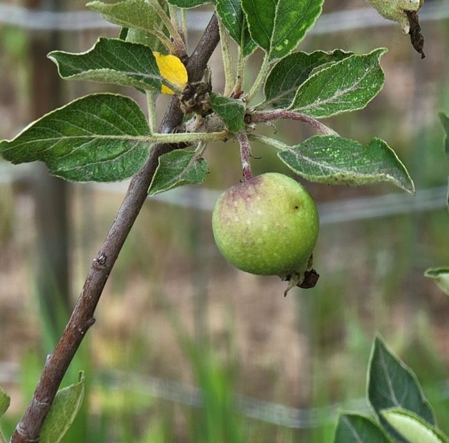 Fresh Fruit | Image 25