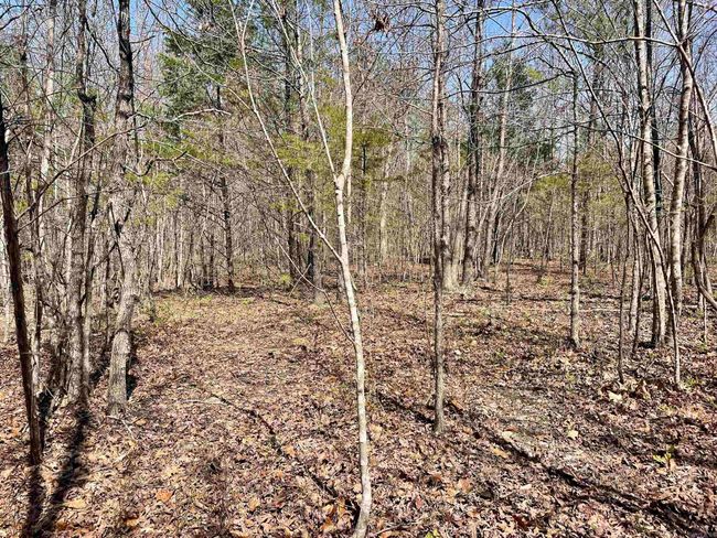 000 Dabney Rd, Home with 0 bedrooms, 0 bathrooms and null parking in Jerusalem AR | Image 29