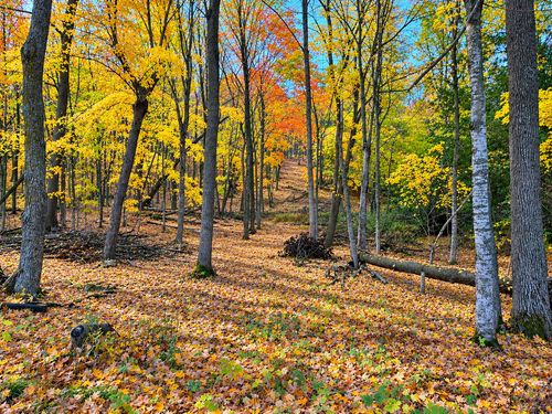 Lot 7 County Rd 39 Ne, Longville, MN, 56655 | Card Image